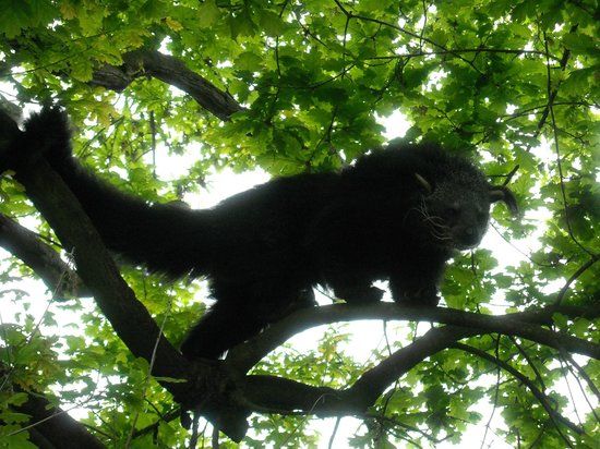 Dierenpark Taman Indonesia